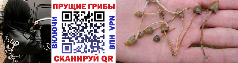 Купить закладки  Первомайск  Псилоцибиновые грибы Psilocybine cubensis 